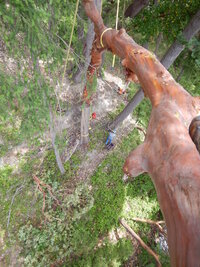 00 leaning madrone 05.jpg