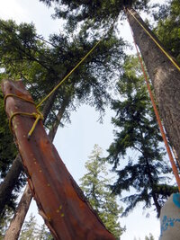 00 leaning madrone 06.jpg