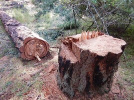 00 mixed days 12.jpg