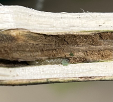 maple with larvae from BG.png