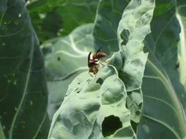 Wasp eating catapillar.webp