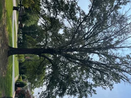 IMG_5454.webp