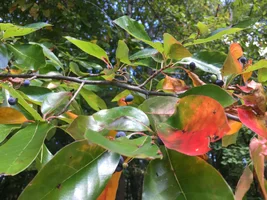 250911 Black Gum -IMG_1321 (003).webp