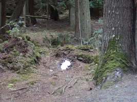 0 wasp ground nest.webp