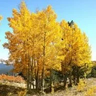 Quaking Aspen