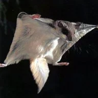 Flying~Squirrel