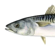 dirtymackeral
