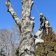 CaseyTreeSpecialists