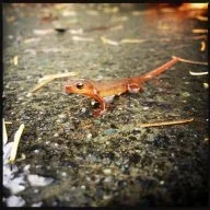 newt