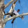 Stewart's Tree Pro