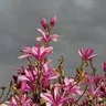 Magnolia Liliiflora