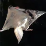 Flying~Squirrel