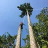 bc tree climber