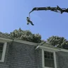 MA Arborist