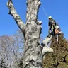 CaseyTreeSpecialists