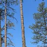 Bobthetreeman