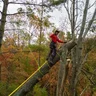 Craigs Tree Service