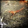 newt