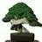 BonsaiJedi