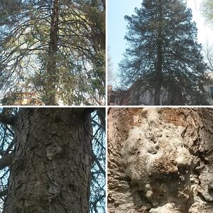 Blue Spruce Disease 2017