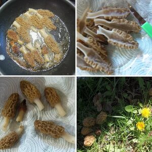 Morel Mushrooms