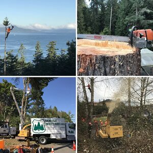 Seattle Tree Care now hiring