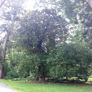 large magnolia