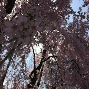 The life of an arborist