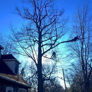 red oak pruning fall 2015