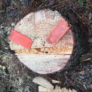 Lightening struck pine removal