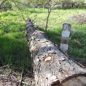 Dead Pine6 #6 (pic 2)