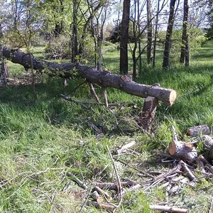 Dead Pine #6 (pic 1)