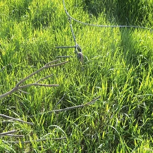 Dead Pine #6 (pic 3)