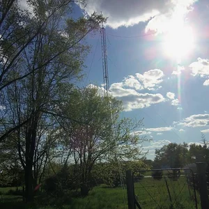 Dead Pine #6 (pic 4)