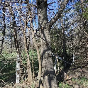 Pine Tree #6 (pic 5)