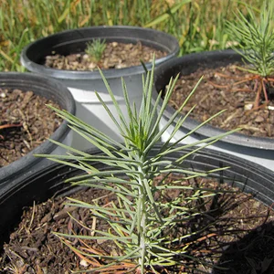 Digger Pine seedling | Pinus Sabiniana