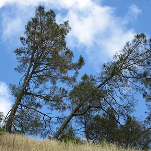 Mature Digger Pine Trees | Pinus Sabiniana