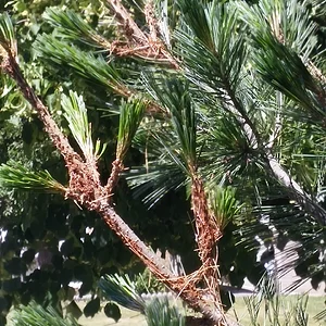 Pine Problem 1