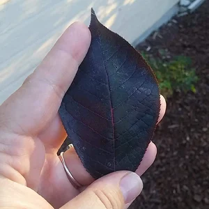 Received_1762752790677491