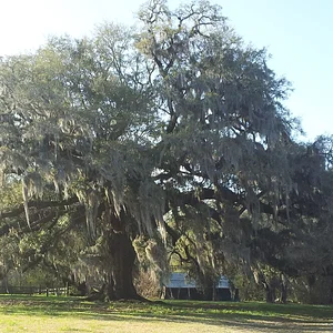 Live Oak 3