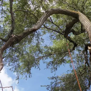 Gnarly old Siberian Elm