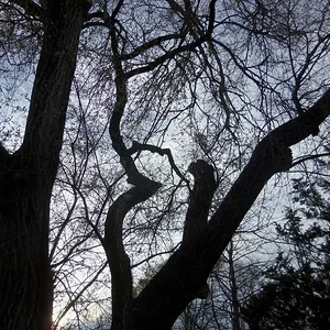 Siberian Elm removals near Friend, Nebraska (3)
