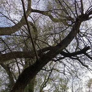 Siberian Elm removals near Friend, Nebraska (2)