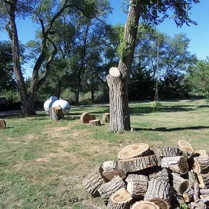 Siberian Elm removals in Saline County