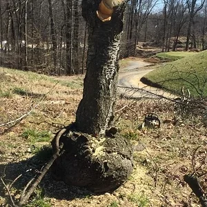 Burl Tree