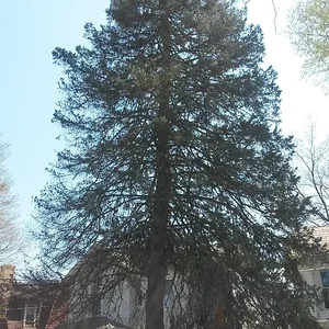 Spruce 3