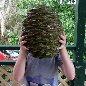 Bunya Pinecone