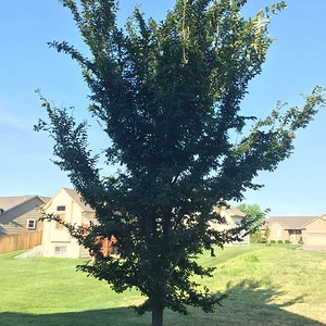 Tree ID- TonyW