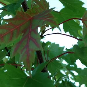 IMG_20170721_184902402