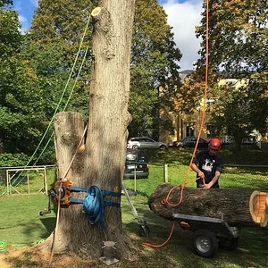Lowering an elm on to the "Treegoat", ground to soft and gate to small to take a tractor